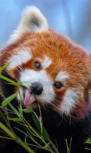 Превью обои малая панда, высунутый язык, милый, забавный, животное, бамбук