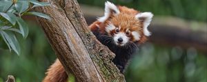 Превью обои малая панда, взгляд, дерево, мех, природа, животное
