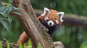 Превью обои малая панда, взгляд, дерево, мех, природа, животное