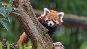 Превью обои малая панда, взгляд, дерево, мех, природа, животное