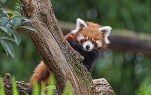 Превью обои малая панда, взгляд, дерево, мех, природа, животное