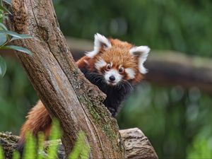 Превью обои малая панда, взгляд, дерево, мех, природа, животное