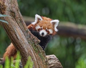 Превью обои малая панда, взгляд, дерево, мех, природа, животное