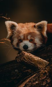 Превью обои малая панда, животное, коричневый, дерево, дикая природа