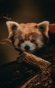 Превью обои малая панда, животное, коричневый, дерево, дикая природа