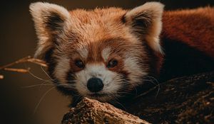 Превью обои малая панда, животное, коричневый, дерево, дикая природа