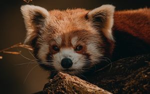 Превью обои малая панда, животное, коричневый, дерево, дикая природа