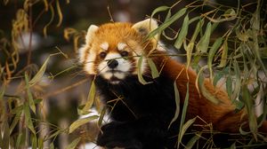 Превью обои малая панда, животное, коричневый, ветки, дикая природа