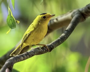 Превью обои малая вильсония, птица, дикая природа, желтый