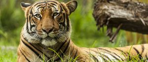 Превью обои малайский тигр, тигр, большая кошка, хищник, животное