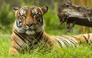 Превью обои малайский тигр, тигр, большая кошка, хищник, животное