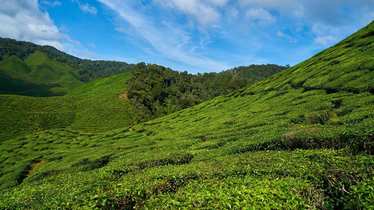 Обои малайзия, чайные плантации, небо