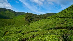 Превью обои малайзия, чайные плантации, небо