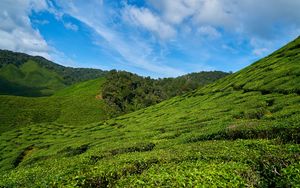 Превью обои малайзия, чайные плантации, небо