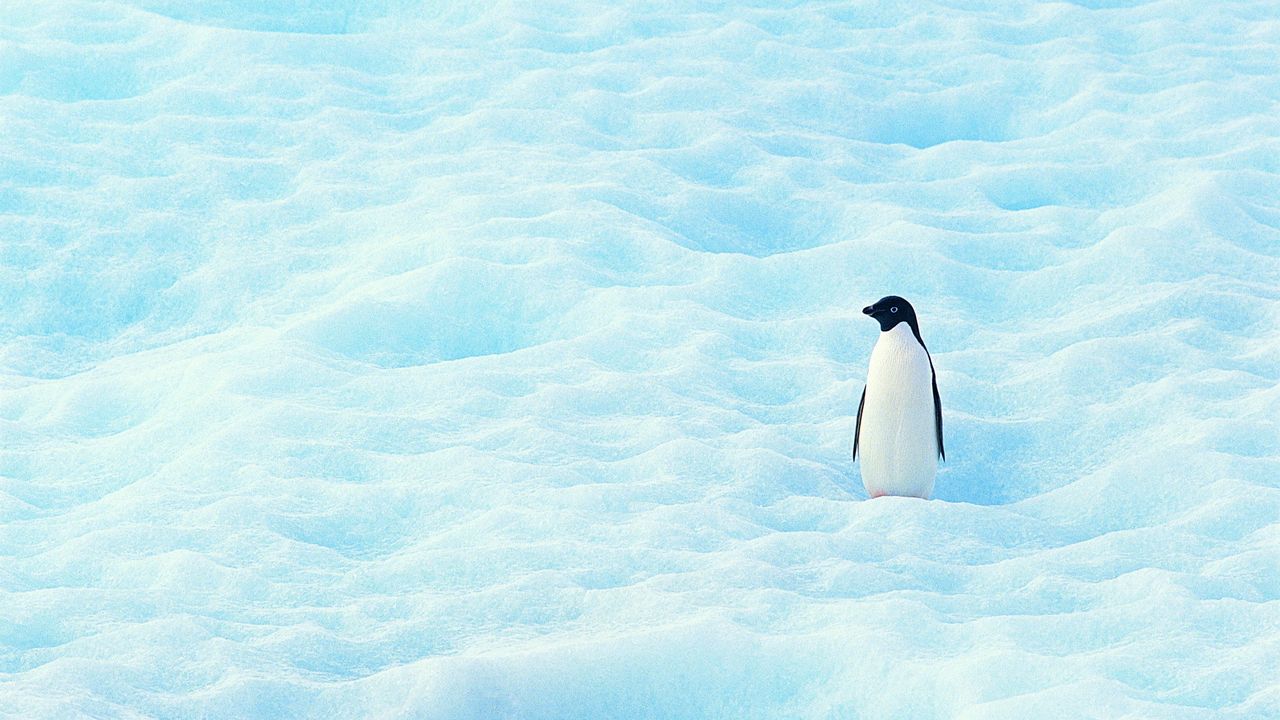Обои маленький, пингвин, север, снег