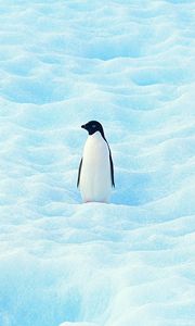 Превью обои маленький, пингвин, север, снег