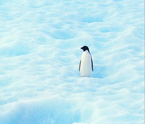 Превью обои маленький, пингвин, север, снег