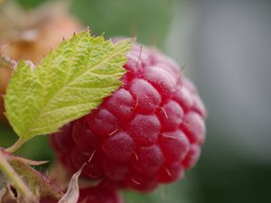 Превью обои малина, ягода, лист, макро, красный