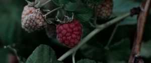 Превью обои малина, ягода, листья, ветка