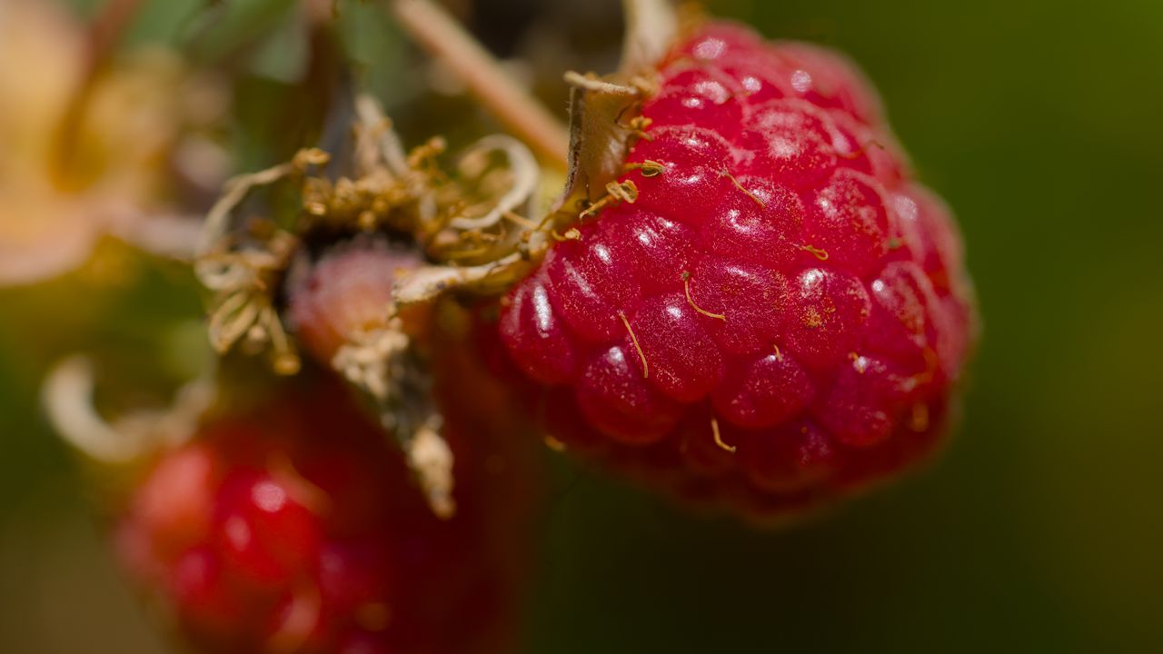 Обои малина, ягода, макро, красный, блюр