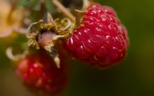 Превью обои малина, ягода, макро, красный, блюр