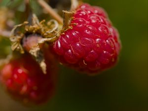 Превью обои малина, ягода, макро, красный, блюр