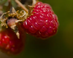 Превью обои малина, ягода, макро, красный, блюр