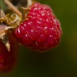 Превью обои малина, ягода, макро, красный, блюр