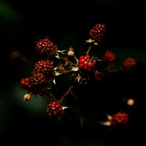 Превью обои малина, ягоды, темный