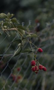 Превью обои малина, ягоды, ветка