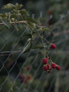 Превью обои малина, ягоды, ветка