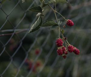 Превью обои малина, ягоды, ветка