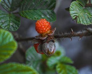 Превью обои малина, ягоды, ветка, листья, макро