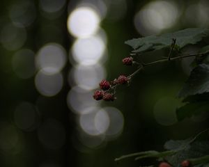 Превью обои малина, ягоды, ветка, боке, макро