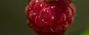 Превью обои малина, макро, ягода, блики, красный