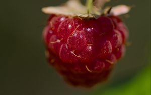 Превью обои малина, макро, ягода, блики, красный