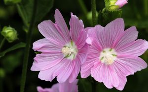 Превью обои мальва, цветок, пыльца, лепестки, розовый, макро