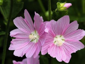 Превью обои мальва, цветок, пыльца, лепестки, розовый, макро