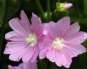 Превью обои мальва, цветок, пыльца, лепестки, розовый, макро