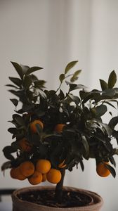 Превью обои мандарин, цитрус, дерево, листья