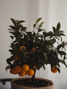 Превью обои мандарин, цитрус, дерево, листья