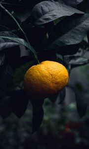 Превью обои мандарин, цитрус, ветка, плод