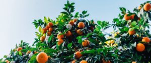Превью обои мандарины, фрукты, дерево