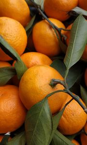 Превью обои мандарины, фрукты, листья, цитрус, оранжевый
