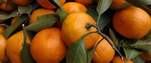 Превью обои мандарины, фрукты, листья, цитрус, оранжевый