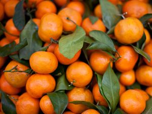 Превью обои мандарины, фрукты, листья, цитрус, оранжевый, макро