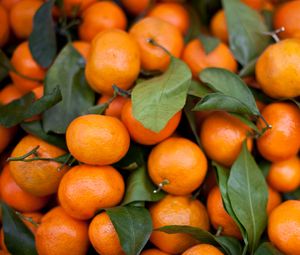 Превью обои мандарины, фрукты, листья, цитрус, оранжевый, макро