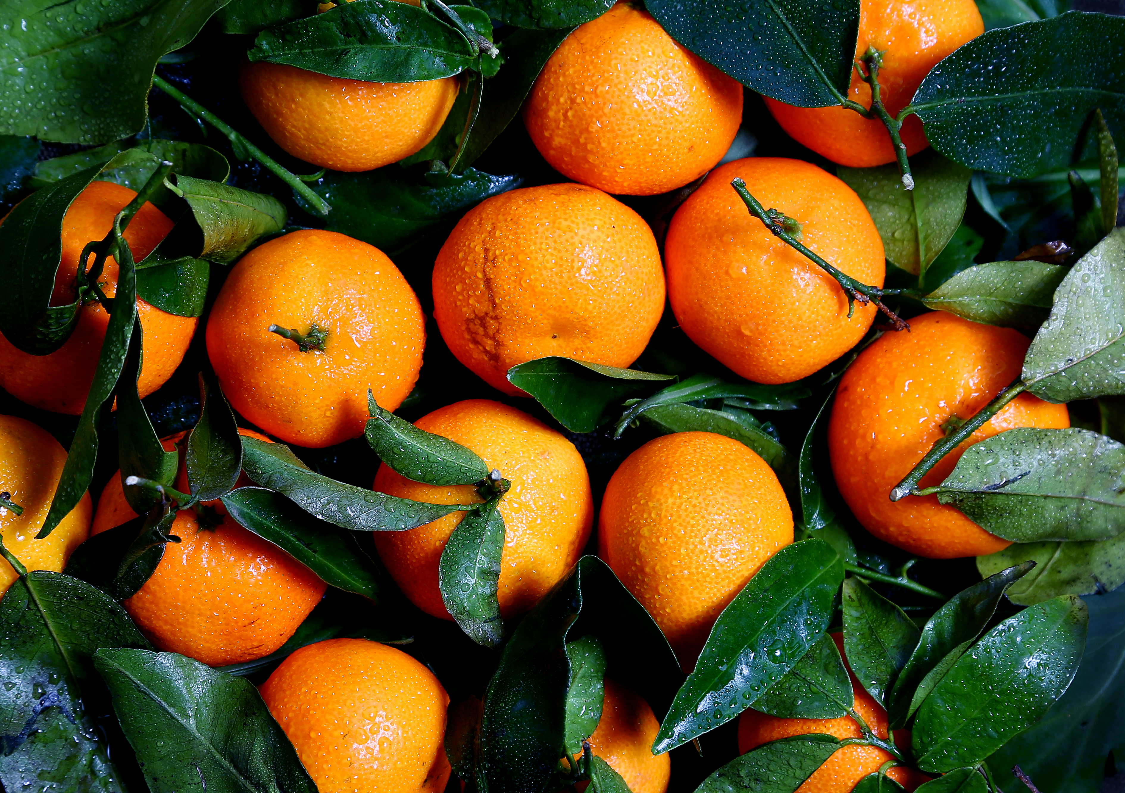 Апельсин в какое время есть. Цитрус каламондин. Мандарин уншиу. Мандарин сорта Танжерин. Мандарин каламондин.