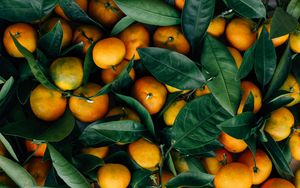 Превью обои мандарины, фрукты, цитрус, листья