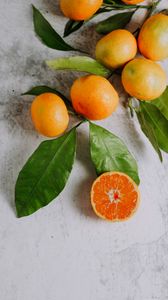 Превью обои мандарины, фрукты, ветка, цитрус, оранжевый
